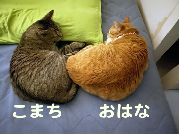 募集開始しますよ〜: 猫の幼稚園日誌